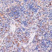 Anti-Cox2 antibody produced in rabbit