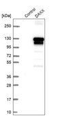 Anti-DAXX antibody produced in rabbit Prestige Antibodies&#174; Powered by Atlas Antibodies, affinity isolated antibody, buffered aqueous glycerol solution