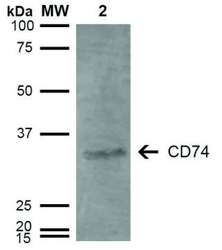 Monoclonal Anti-CD74-Atto 390 antibody produced in mouse clone 3D7