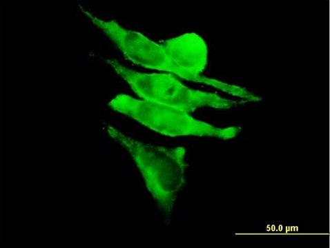 Anti-RAPGEF1 antibody produced in mouse purified immunoglobulin, buffered aqueous solution