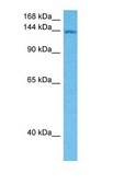 Anti-JAK3 antibody produced in rabbit affinity isolated antibody
