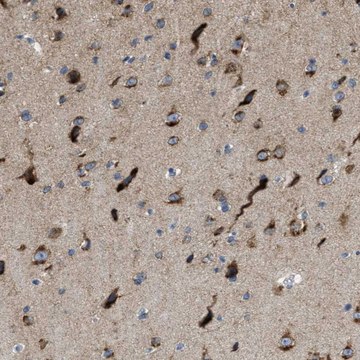 Anti-PTDSS1 antibody produced in rabbit Prestige Antibodies&#174; Powered by Atlas Antibodies, affinity isolated antibody, buffered aqueous glycerol solution