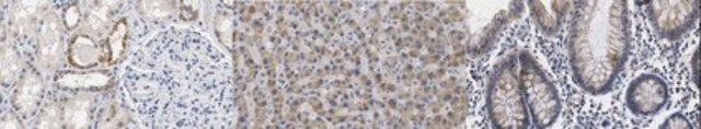 Anti-TDO2 Antibody, clone 7A6.1 clone 7A6.1, from mouse