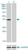 Monoclonal Anti-NMI antibody produced in mouse clone 9D8, purified immunoglobulin, buffered aqueous solution