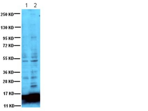 Anti-Acetyl Lysine Antibody Chemicon&#174;, from rabbit