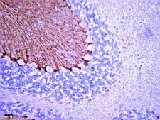 Anti-Brain lipid binding protein Antibody from rabbit, purified by affinity chromatography