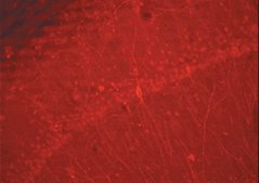 Donkey Anti-Rabbit IgG Antibody, Cy3 conjugate, Species Adsorbed Chemicon&#174;, from donkey