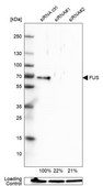 Anti-FUS antibody produced in rabbit Prestige Antibodies&#174; Powered by Atlas Antibodies, affinity isolated antibody, buffered aqueous glycerol solution