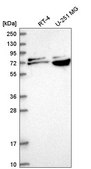 Anti-RPA1 antibody produced in rabbit Prestige Antibodies&#174; Powered by Atlas Antibodies, affinity isolated antibody