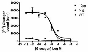 ChemiScreen Recombinant Human Glucagon Receptor Membrane Preparation Human glucagon / GCG GPCR membrane preparation for Radioligand binding Assays &amp; GTP&#947;S binding.