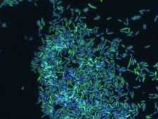 Eubacteria FISH probe - ATTO488 Probe for fluorescence in situ hybridization (FISH), 20 &#181;M in water