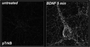 Anti-phospho-TrkB (Tyr816) Antibody from rabbit, purified by affinity chromatography
