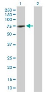 Anti-COIL antibody produced in rabbit purified immunoglobulin, buffered aqueous solution