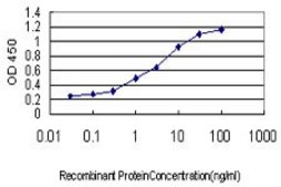 Monoclonal Anti-PITX2 antibody produced in mouse clone 2G6, purified immunoglobulin, buffered aqueous solution