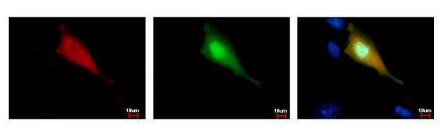 Monoclonal Anti-Strep Tag antibody produced in mouse clone GT661, affinity isolated antibody