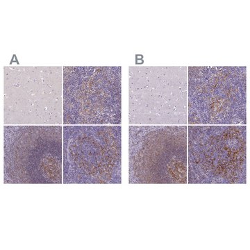 Anti-CD40 antibody produced in rabbit Prestige Antibodies&#174; Powered by Atlas Antibodies, affinity isolated antibody, buffered aqueous glycerol solution