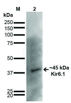 Monoclonal Anti-Kir6.1-Horseradish Peroxidase antibody produced in mouse clone S366-60