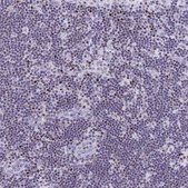 Anti-RUNX3 antibody produced in rabbit Prestige Antibodies&#174; Powered by Atlas Antibodies, affinity isolated antibody, buffered aqueous glycerol solution