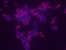Enterococcus faecium FISH probe - Cy3 Probe for fluorescence in situ hybridization (FISH), 20&#181;M in water
