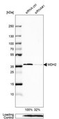 Anti-MDH2 antibody produced in rabbit Prestige Antibodies&#174; Powered by Atlas Antibodies, affinity isolated antibody, buffered aqueous glycerol solution