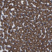 Anti-PTRH2 antibody produced in rabbit Prestige Antibodies&#174; Powered by Atlas Antibodies, affinity isolated antibody, buffered aqueous glycerol solution