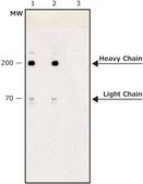 Anti-Myosin (Skeletal, Fast) antibody, Mouse monoclonal clone MY-32, purified from hybridoma cell culture