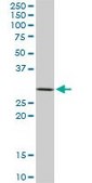 Monoclonal Anti-STX4A antibody produced in mouse clone 6A1, purified immunoglobulin, buffered aqueous solution