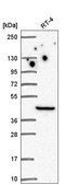 Anti-LIMS1 antibody produced in rabbit Prestige Antibodies&#174; Powered by Atlas Antibodies, affinity isolated antibody
