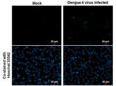 Anti-NS1 antibody produced in rabbit affinity isolated antibody, buffered aqueous solution
