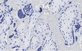 Anti-GNA-11 (G alpha 11) Antibody, clone 1F16 ZooMAb&#174; Rabbit Monoclonal recombinant, expressed in HEK 293 cells