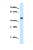 Anti-EPOR antibody produced in rabbit affinity isolated antibody