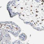 Anti-FCGR2A antibody produced in rabbit Prestige Antibodies&#174; Powered by Atlas Antibodies, affinity isolated antibody, buffered aqueous glycerol solution