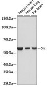 Anti- Src antibody produced in rabbit