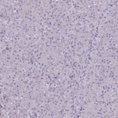 Anti-PTGDR antibody produced in rabbit Prestige Antibodies® Powered by Atlas Antibodies, affinity isolated antibody, buffered aqueous glycerol solution