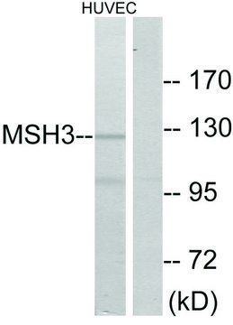 Anti-MSH3 antibody produced in rabbit affinity isolated antibody