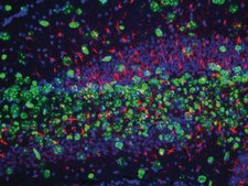 Anti-NeuN Antibody, clone A60, biotin conjugated clone A60, Chemicon&#174;, from mouse