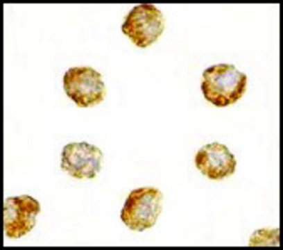 Anti-DNAL1 antibody produced in rabbit affinity isolated antibody, buffered aqueous solution