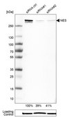 Anti-NES antibody produced in rabbit Prestige Antibodies&#174; Powered by Atlas Antibodies, affinity isolated antibody, buffered aqueous glycerol solution