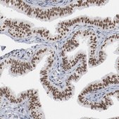 Anti-BUB3 antibody produced in rabbit Prestige Antibodies&#174; Powered by Atlas Antibodies, affinity isolated antibody, buffered aqueous glycerol solution
