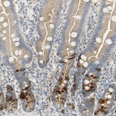 Anti-KIF11 antibody produced in rabbit affinity isolated antibody, Prestige Antibodies&#174; Powered by Atlas Antibodies, buffered aqueous glycerol solution