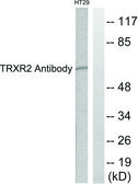Anti-TRXR2 antibody produced in rabbit affinity isolated antibody