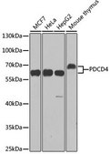 Anti-PDCD4 antibody produced in rabbit