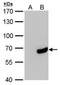 Monoclonal Anti-HA tag antibody produced in mouse clone GT423, affinity isolated antibody
