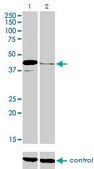 Monoclonal Anti-PAX5 antibody produced in mouse clone 8F9, purified immunoglobulin, buffered aqueous solution