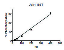 Jak1 active human recombinant, expressed in baculovirus infected Sf9 cells, &#8805;70% (SDS-PAGE)