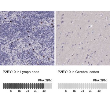 Anti-P2RY10 antibody produced in rabbit Prestige Antibodies® Powered by Atlas Antibodies, affinity isolated antibody
