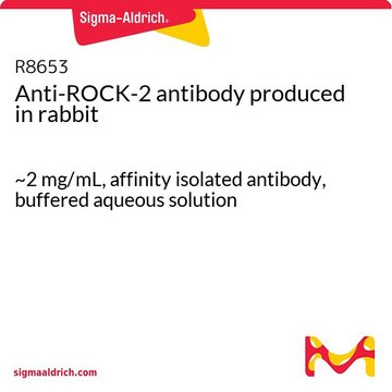 Anti-ROCK-2 antibody produced in rabbit ~2&#160;mg/mL, affinity isolated antibody, buffered aqueous solution