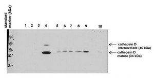 Anti-CTSD antibody produced in rabbit affinity isolated antibody