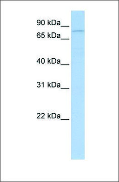 Anti-PYGB (ab2) antibody produced in rabbit affinity isolated antibody