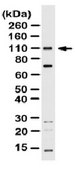 Anti-TGN46, Antibody from rabbit, purified by affinity chromatography